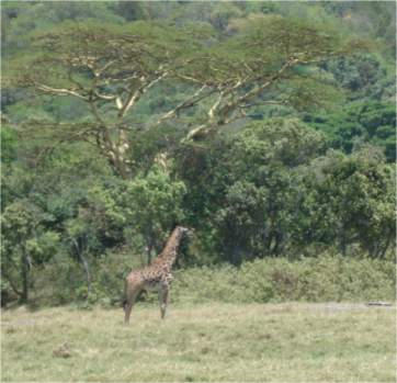Giraffe am Wegesrand