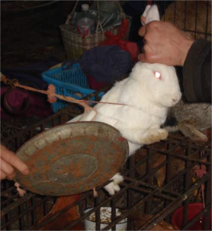 Kaninchen gibt es per Kilo