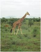 Giraffe / Samuru N.P. / Kenia