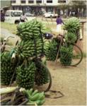 Bananeverkäufer in Fort Portal / Uganda